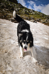 Portrait of border collie on snow in austria nature. He is waiting on stone.