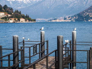 Seagulls on the top of the pier support pylons