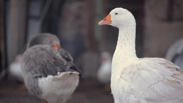 white goose in the countryside farm black goose sleeping in the background during winter