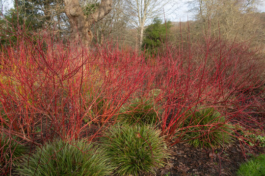 Bright Red Winter Stems on a Deciduous Dogwood Shrub (Cornus alba 'Baton Rouge') Surrounded by Ornamental Grasses in a Woodland Garden in Rural Devon, England, UK	