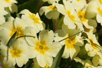 Sunlit yellow Primrose flowers, Primula vulgaris, blooming in springtime, close-up view