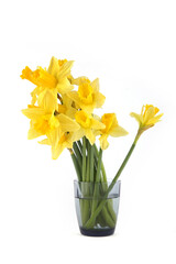 Yellow daffodils flowers in vase isolated on white background. Bouquet of blooming spring flowers.