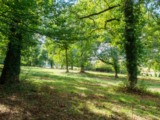 Fototapeta premium forêt de Mézy-sur-Seine dans les Yvelines en France