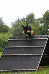 Ein Deutscher Sch&auml;ferhund springt beim Training mit einem Apportierholz &uuml;ber die Wand auf einem Hundesportplatz