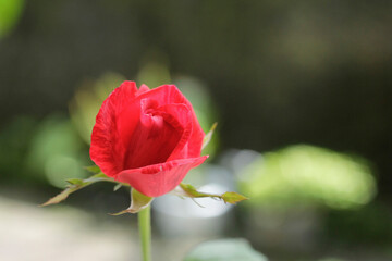 close up of a beautiful red rose ready to be cut for valentine day
