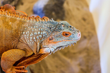 Sleeping dragon - Close-up portrait of a resting orange colored male Green iguana (Iguana iguana).