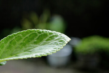 close up of a textured leaf with green background in the garden