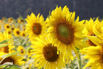 closeup of sunflower in field