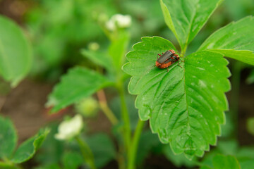 two brown beetles mate on a strawberry leaf.the background is blurred