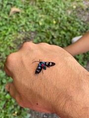 bug on a hand