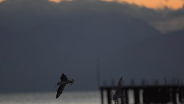 Bird seagull in deceleration flies in the orange cloudy sky at dawn next to the platform in the calm serene sea breeze