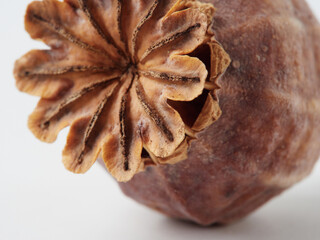 Dried poppy heads and seeds close-up, macro
