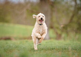 Fototapeta na wymiar Labradoodle Dog Jumping In Field