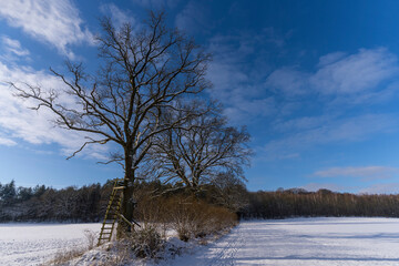 winter landscape with trees