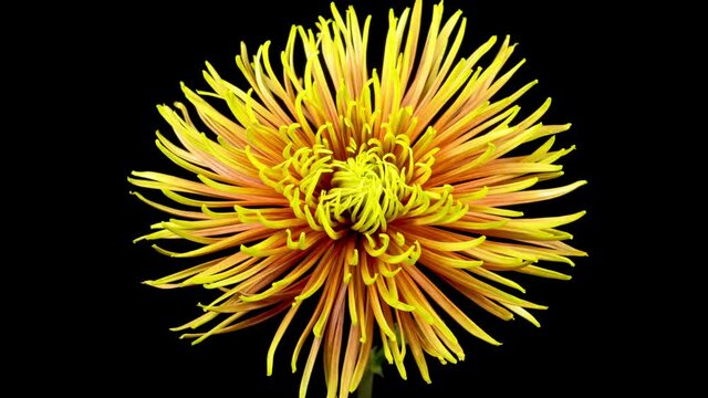 Time Lapse of Beautiful Red - Yellow Chrysanthemum Flower Opening Against a Black Background. 4K.