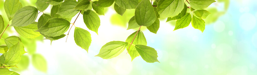 Frühling 543