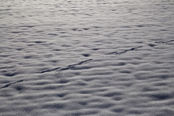 Rabbit tracks in the snow
