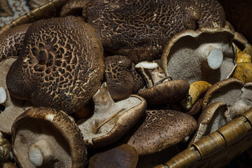 Basket with various autumn mushrooms.