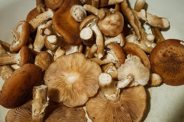 Armillaria mellea in a white pan