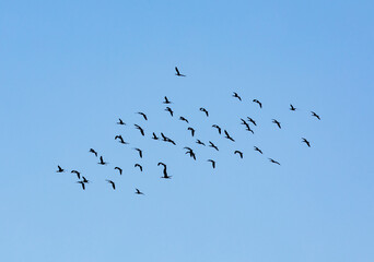 curlews flock