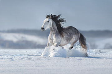 Fototapeta na wymiar Gray horse with long black mane run fun in snow field