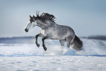 Fototapeta na wymiar Gray andalusian horse free run in snow winter landscape on sunny day