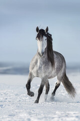 Obraz na płótnie Canvas Gray long-maned andalusian horse run in snow field