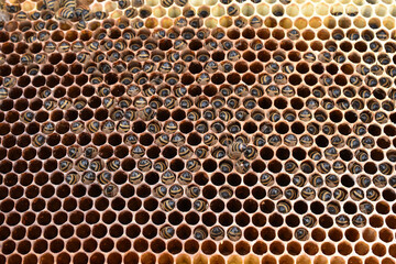 Bienenstock verhungert im Winter, Bienenhinterleiber ragen aus Honigwaben bei Futtersuche