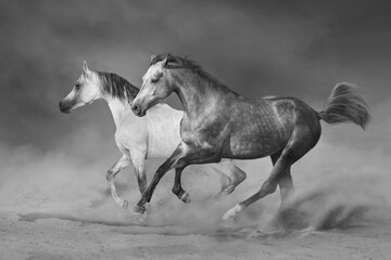 Two grey arabian horse run gallop on desert storm