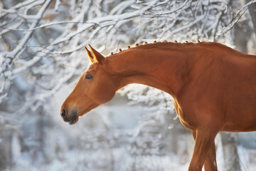 Red Horse in winter snow wood landscape at sunset light