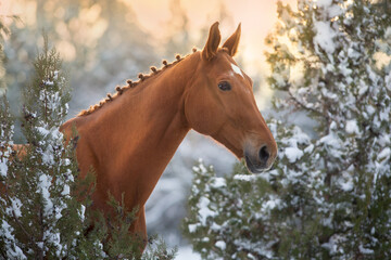 Red Horse in winter snow wood landscape at sunset light