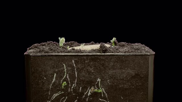 Time-lapse of growing potato vegetable leaves and roots 4b5 in 4K Prores 4444 format with ALPHA transparency channel isolated on black background
