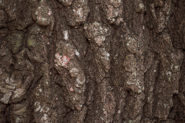 Tree Bark