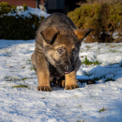 A nine weeks old German Shepherd puppy chewing on ice. Snow in the background