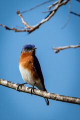 eastern bluebird resting on a branch