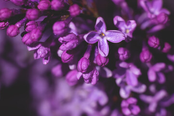 Fototapeta na wymiar Background made of many purple lilac flowers. Violet colored backdrop