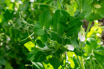 Green pea plants with flowers and leaves is growing on garden bed at summer on bright sunlight. Increasing harvest, season beginning