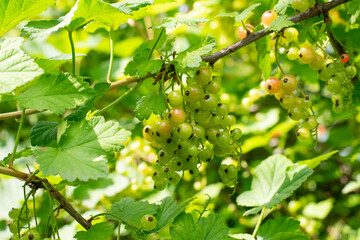 Unripe green currants on berry bush with green leaves at spring season, close up, harvesting