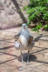Vertical shot of a great bustard bird in a park