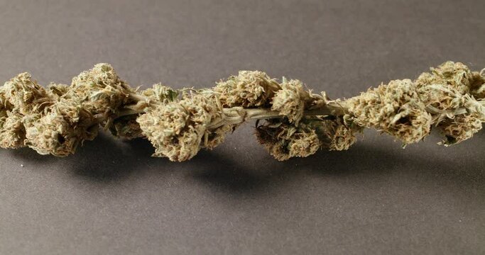 Hemp Bud on dark surface. Medical Weed with high THC content. Stem with Flower
