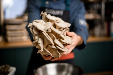 Close-up of oyster mushrooms in hands of chef.