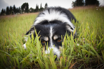 Fototapeta premium Border collie is lying in the grass. He is so crazy dog on trip.
