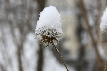 snow covered dried plant