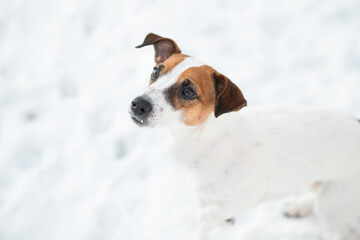 Devoted jack Russell terrier dog looking up in snow winter forest. 