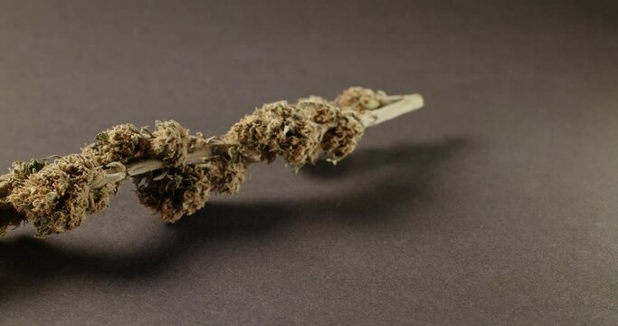 Hemp Bud on dark surface. Medical Weed with high THC content. Stem with Flower