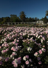 Landscaping and garden design. Roses flower bed blossoming in the park. View of Rosa Charles Aznavour flowers of white and light pink petals blooming in spring.