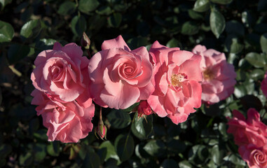 Exotic hybrid roses blooming in the park. Closeup view of Rosa Les Amoureux de Peynet beautiful flowers of pink petals, blossoming in the garden.