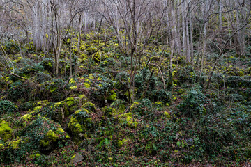 végétation verdoyante en hiver