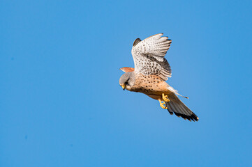 Fototapeta premium Male kestrel bird of prey, Falco tinnunculus, hovering hunting for prey