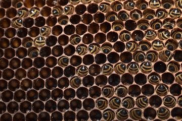 Bienenstock verhungert im Winter, Bienenhinterleiber ragen aus Honigwaben bei Futtersuche - obrazy, fototapety, plakaty